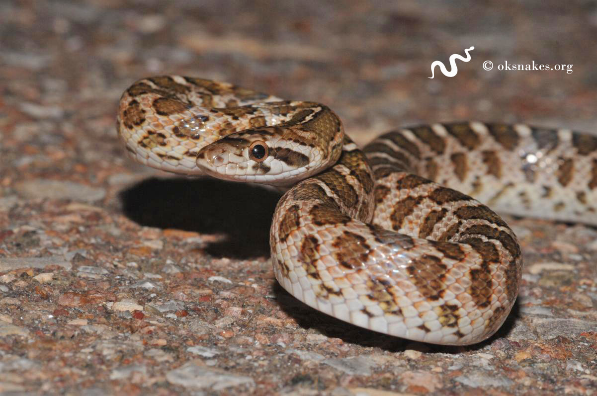 Kansas glossy snake